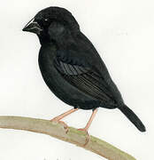 St. Lucia Black Finch