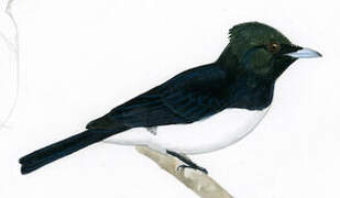 Satin Flycatcher