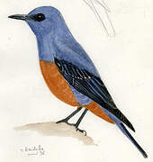 Blue Rock Thrush