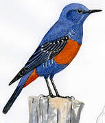 Blue Rock Thrush