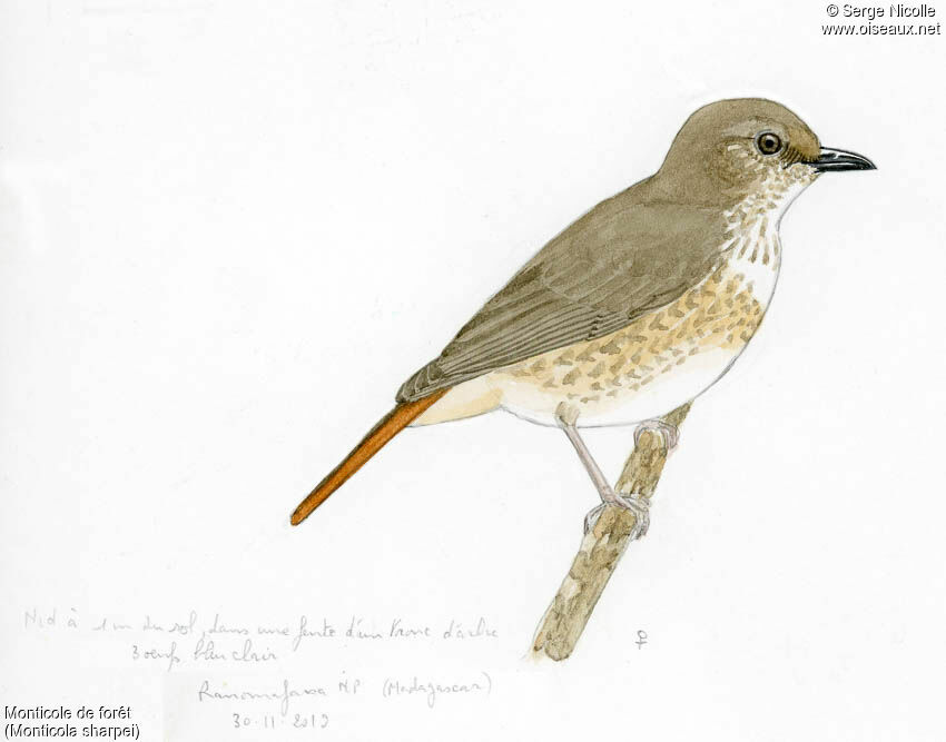 Forest Rock Thrush female adult, identification