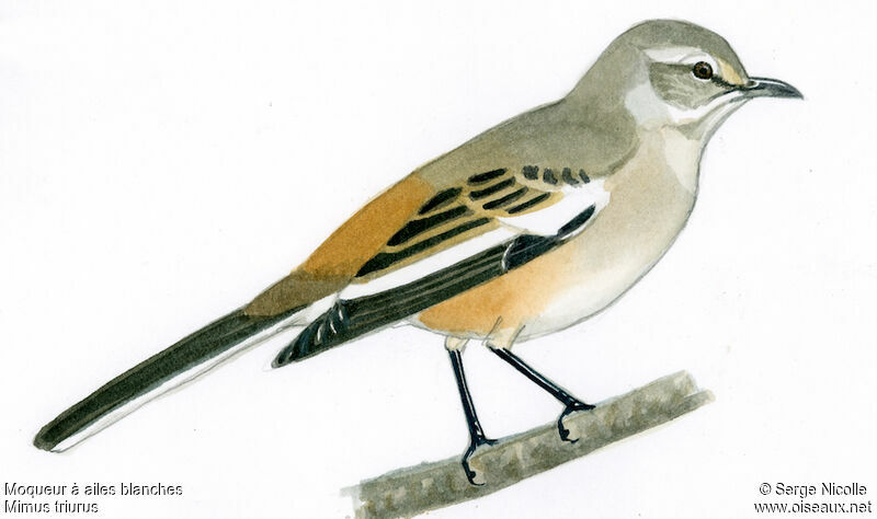 White-banded Mockingbird, identification