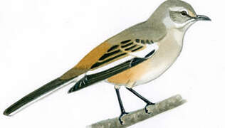 White-banded Mockingbird