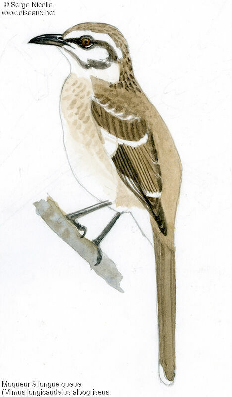 Long-tailed Mockingbird, identification