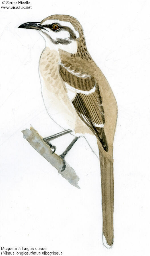 Long-tailed Mockingbird, identification