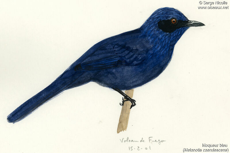 Moqueur bleu, identification