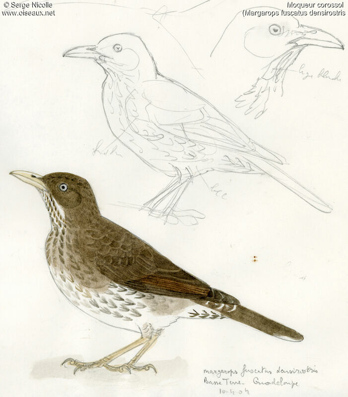 Pearly-eyed Thrasher, identification