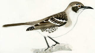 Galapagos Mockingbird