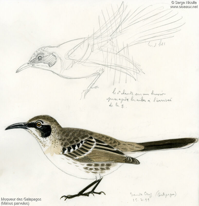 Galapagos Mockingbird, identification