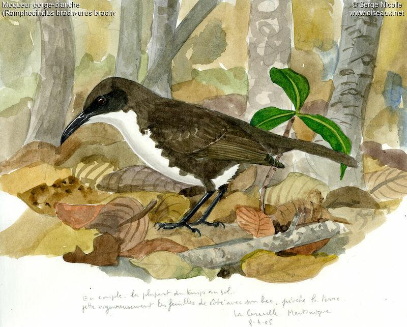 Martinique Thrasher, identification