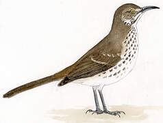 Grey Thrasher