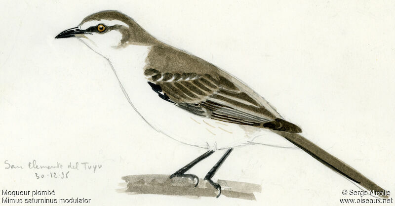 Chalk-browed Mockingbird, identification