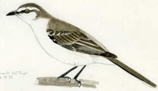 Chalk-browed Mockingbird
