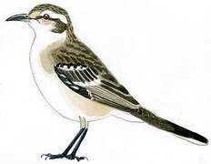 Chalk-browed Mockingbird