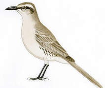 Chalk-browed Mockingbird