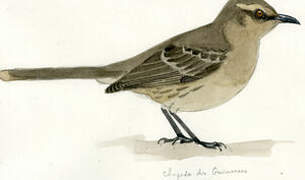 Chalk-browed Mockingbird