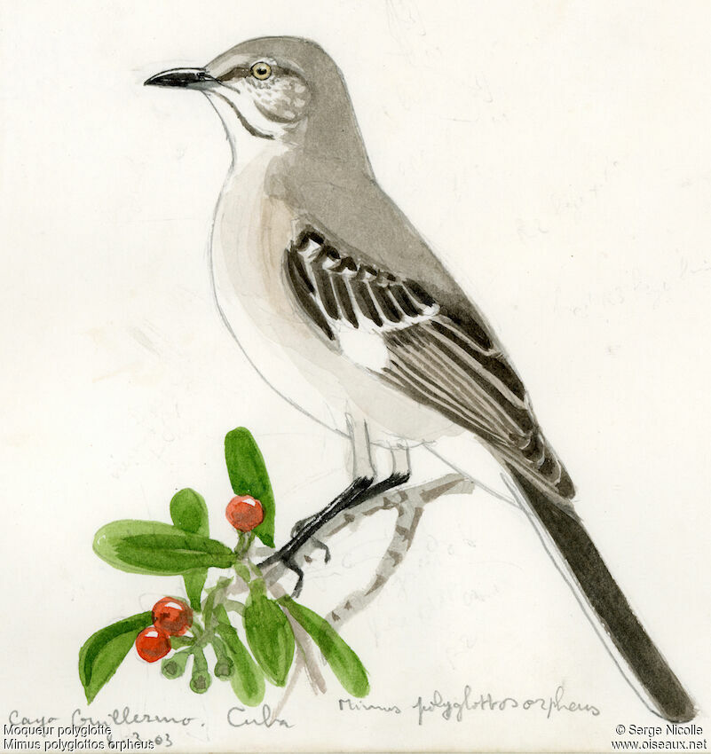 Northern Mockingbird, identification