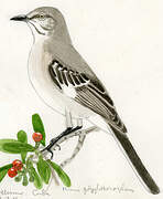 Northern Mockingbird