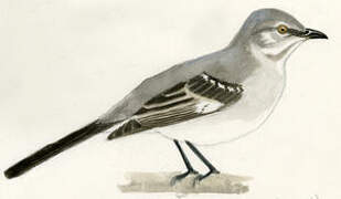 Northern Mockingbird