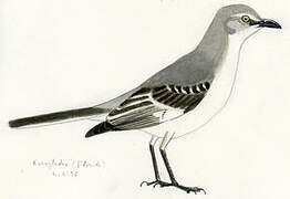 Northern Mockingbird