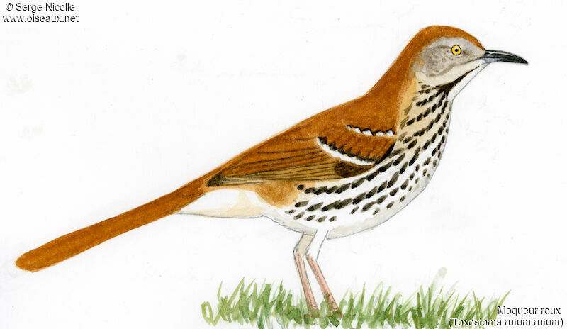 Brown Thrasher, identification