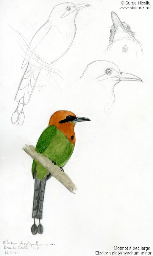 Broad-billed Motmot, identification