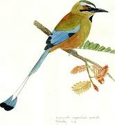 Turquoise-browed Motmot