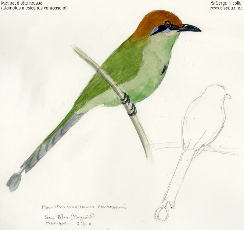 Motmot à tête rousse, identification