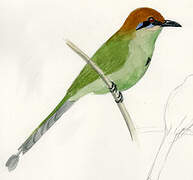 Russet-crowned Motmot