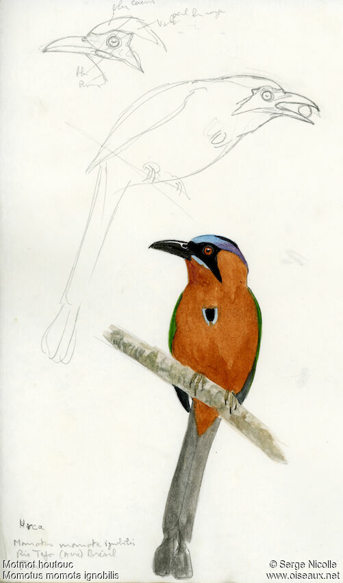 Motmot houtouc, identification