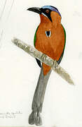 Amazonian Motmot