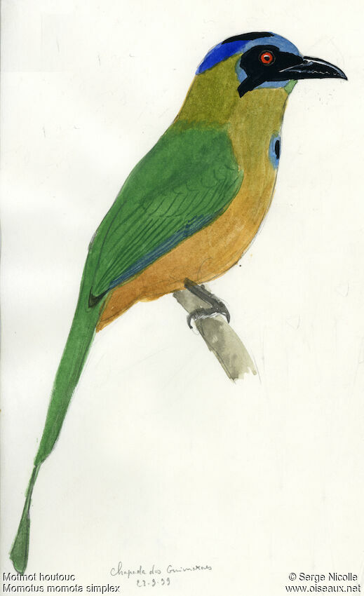 Motmot houtouc, identification