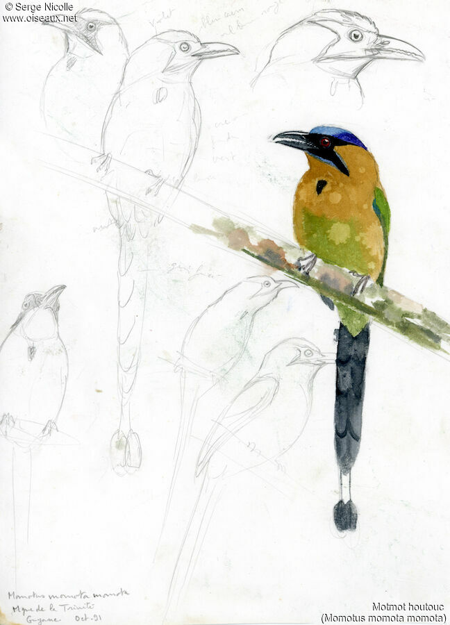 Motmot houtouc, identification