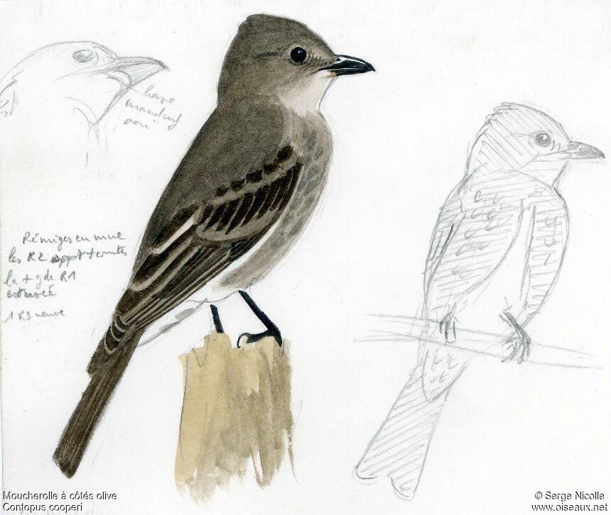 Olive-sided Flycatcher, identification