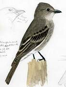 Olive-sided Flycatcher