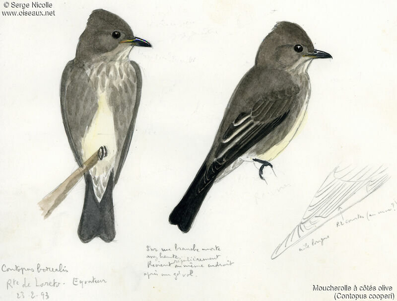 Olive-sided Flycatcher, identification
