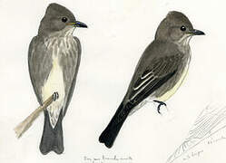 Olive-sided Flycatcher