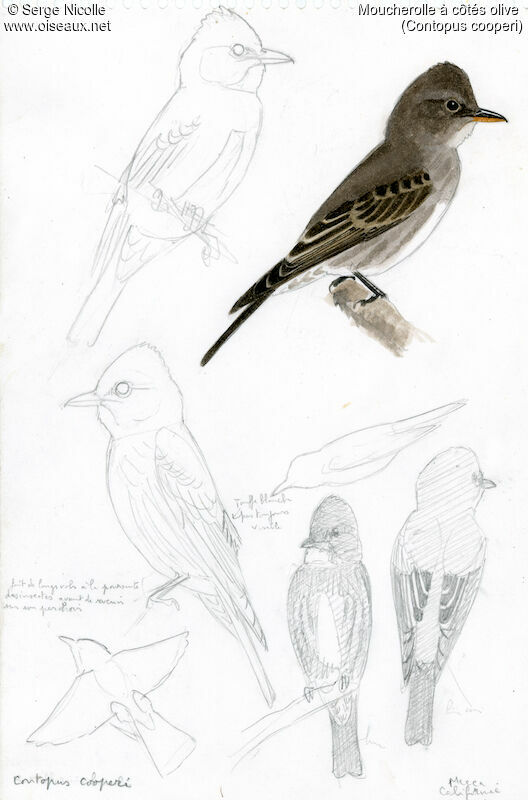 Olive-sided Flycatcher, identification