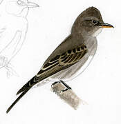 Olive-sided Flycatcher