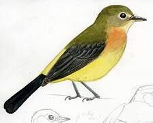 Sulphur-rumped Myiobius