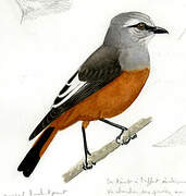 Red-rumped Bush Tyrant