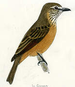 Streak-throated Bush Tyrant