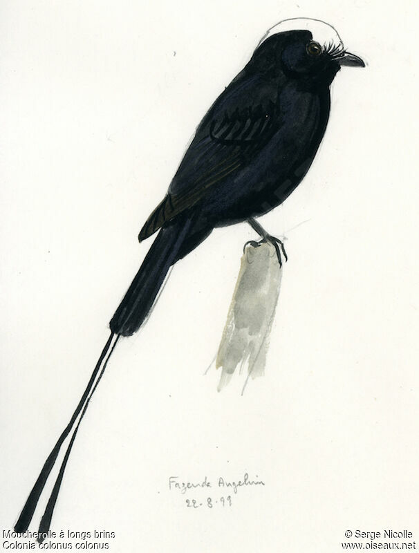 Long-tailed Tyrant, identification