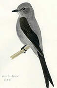 Shear-tailed Grey Tyrant