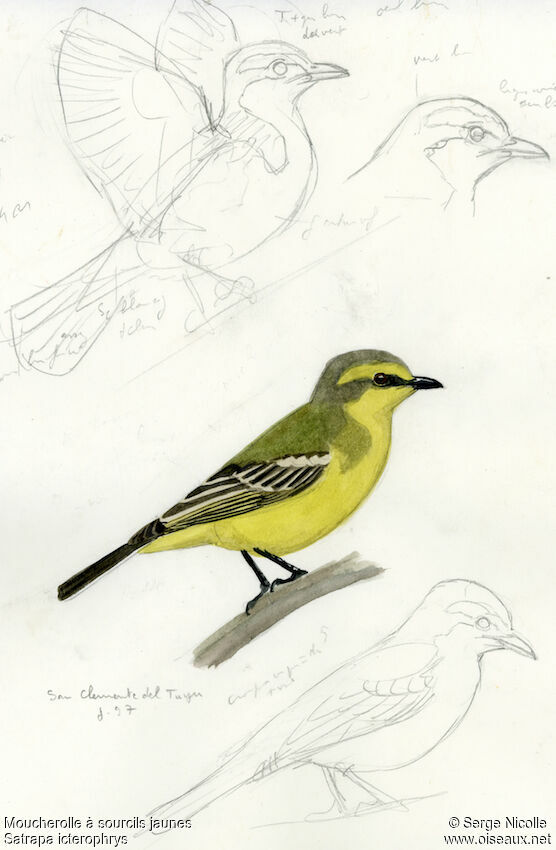 Yellow-browed Tyrant, identification