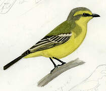 Yellow-browed Tyrant