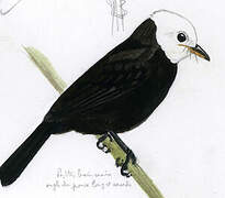 White-headed Marsh Tyrant