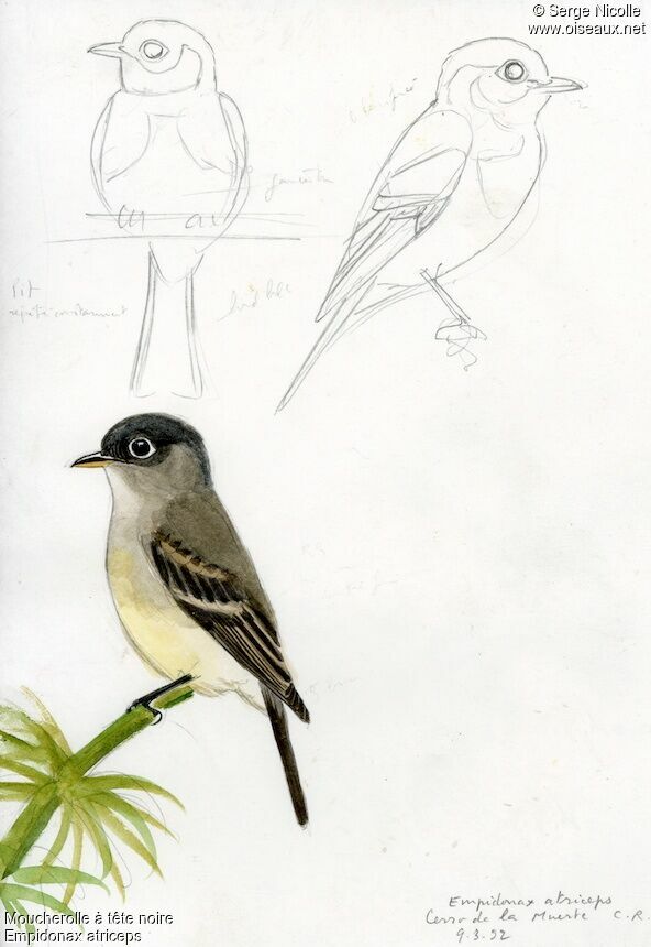 Black-capped Flycatcher, identification