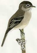 Black-capped Flycatcher