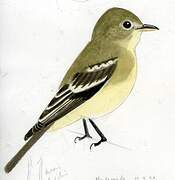 Yellow-bellied Flycatcher